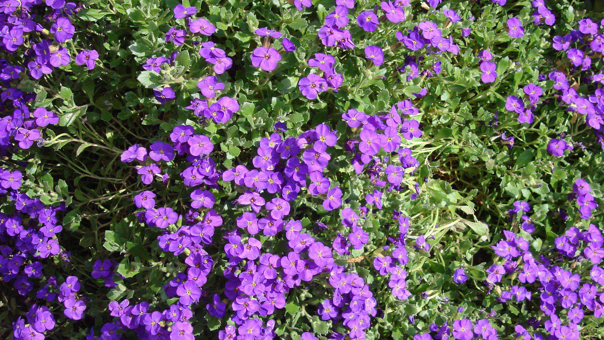 Саженец Обриета гибридная Блаумайсе Aubrieta hybrida Blaumeise 3 шт.