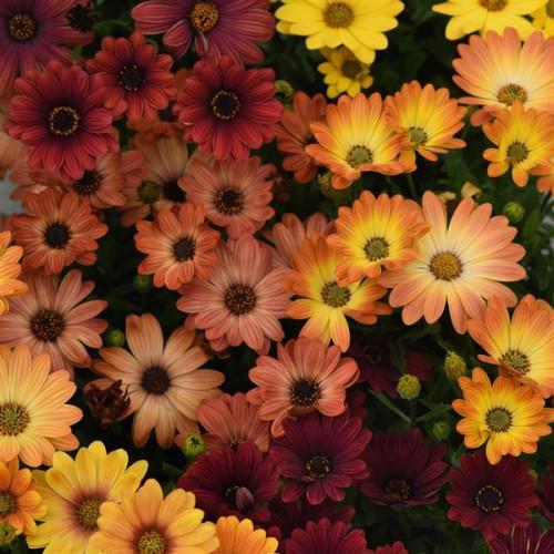 Семена цветов PanAmerican Остеоспермум Эклона AKILA Sunset Shades 5 шт. (BN10082-4)