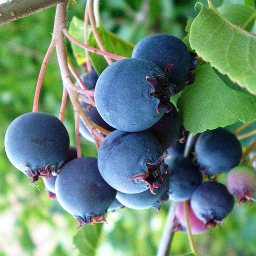 Саженцы ирги канадской Ханейвуд (644539604)