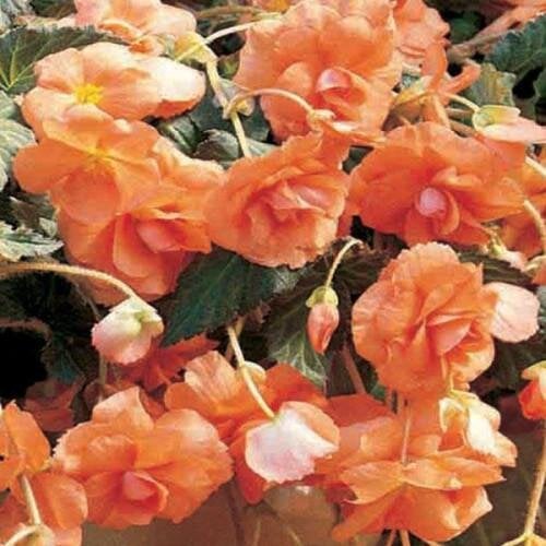 Семена цветов Бегония клубневая Sun Dancer Apricot PanAmerican 5 шт. (BN10002-4)