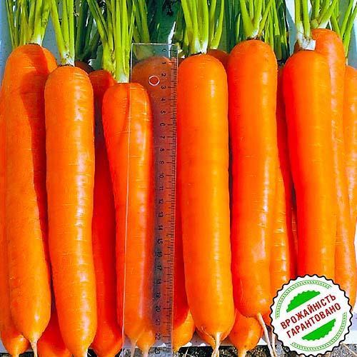 Насіння Морква Florium Лагуна F1 (4872) - фото 2 Насіння Морква Florium Лагуна F1 (4872) - фото 2