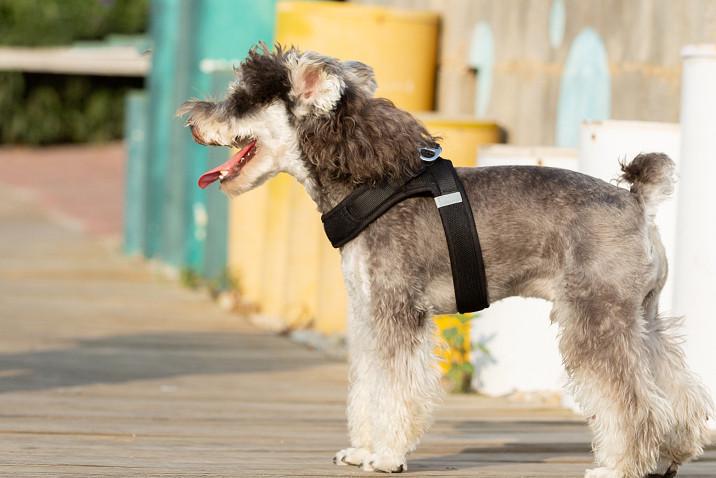 Шлея для собак Truelove TLH3013 регулируемая светоотражающая нейлоновая XS 38-45 см Черный (2092134557) - фото 5 Шлея для собак Truelove TLH3013 регулируемая светоотражающая нейлоновая XS 38-45 см Черный (2092134557) - фото 5