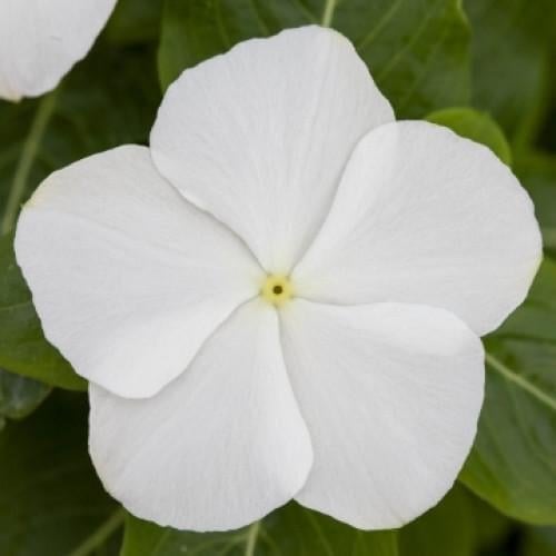 Насіння квітів Катарантус SunJewels White Floranova 50 шт. (BN10964-3)