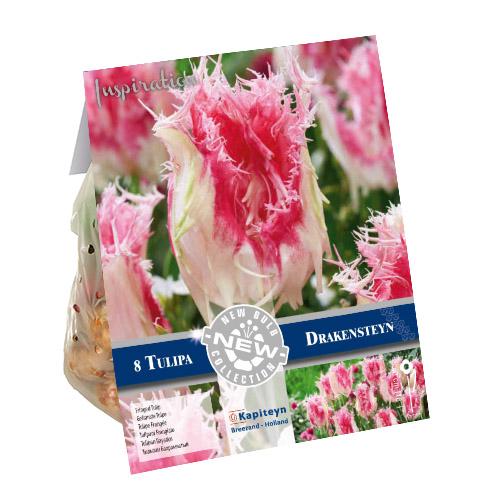 Тюльпан Florium Drakensteyn брендовые луковицы kapiteyn (18255)