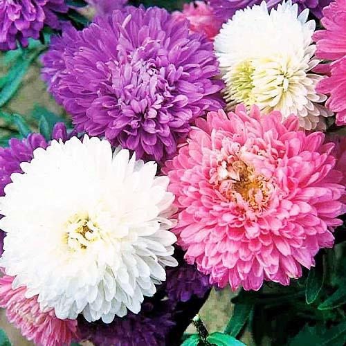 Семена Астра Florium Фирменный букет (17476) Семена Астра Florium Фирменный букет (17476)