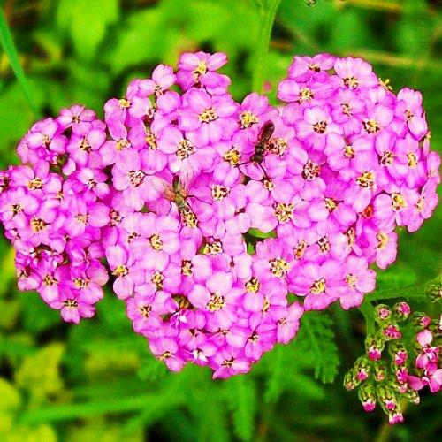 Тысячелистник Florium Lilac Beauty (3157)