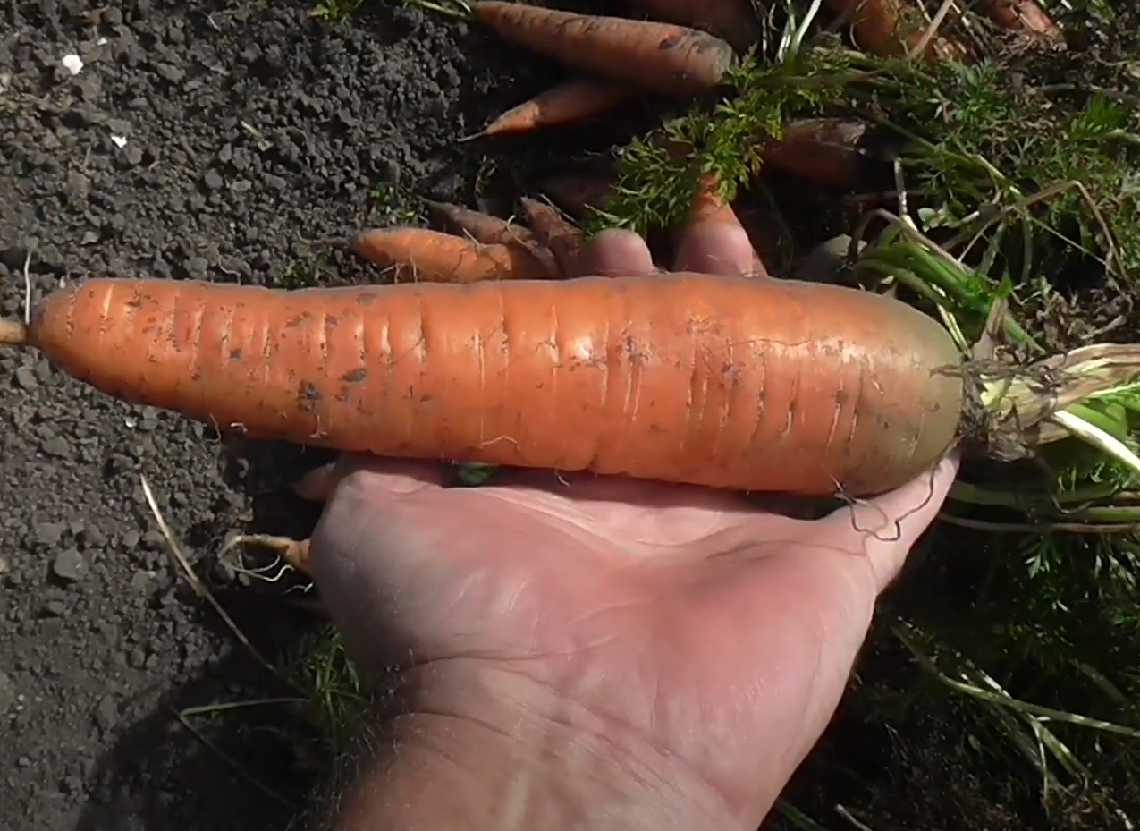 Насіння Морква Корольова осені 3 г 2600 шт. пізньостигла (RS-00887) - фото 4 Насіння Морква Корольова осені 3 г 2600 шт. пізньостигла (RS-00887) - фото 4