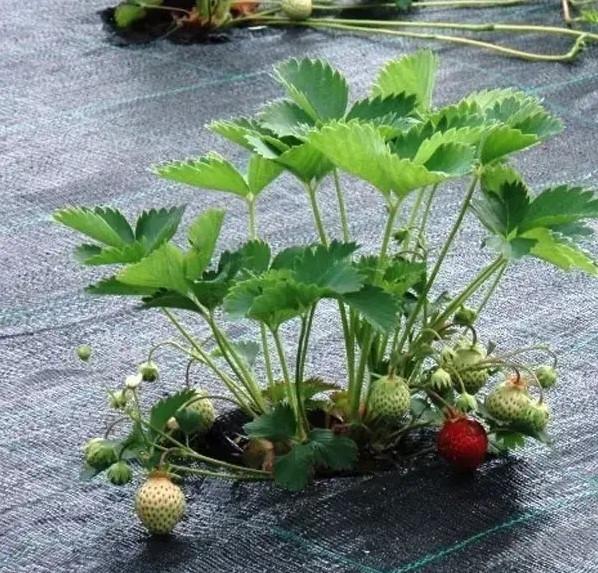 Агротканина для мульчування Shadow застилочна 100 г/м² 1,7х5 м Чорний (iz16431) - фото 3 Агротканина для мульчування Shadow застилочна 100 г/м² 1,7х5 м Чорний (iz16431) - фото 3