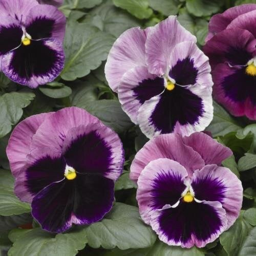Семена цветов Виола Mammoth Pink Berry Syngenta 25 шт. (BN03254-4)
