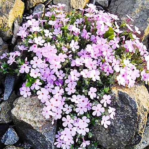Флокс Florium Eva (18484)