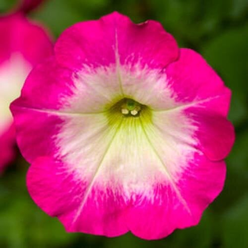 Семена цветов Петуния ампельная FotoFinish Rose Morn 160 Syngenta 5 шт. (BN10652-4)