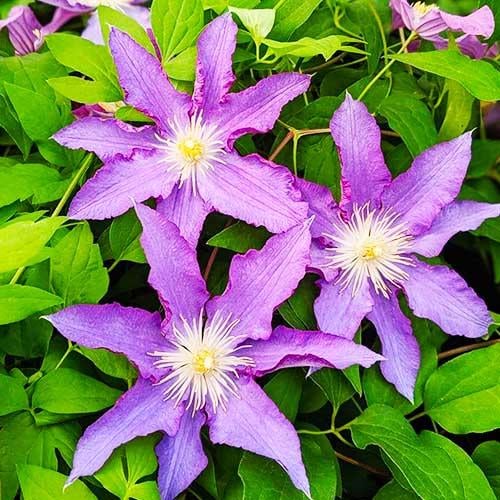 Клематис Palette Florium - фото 2