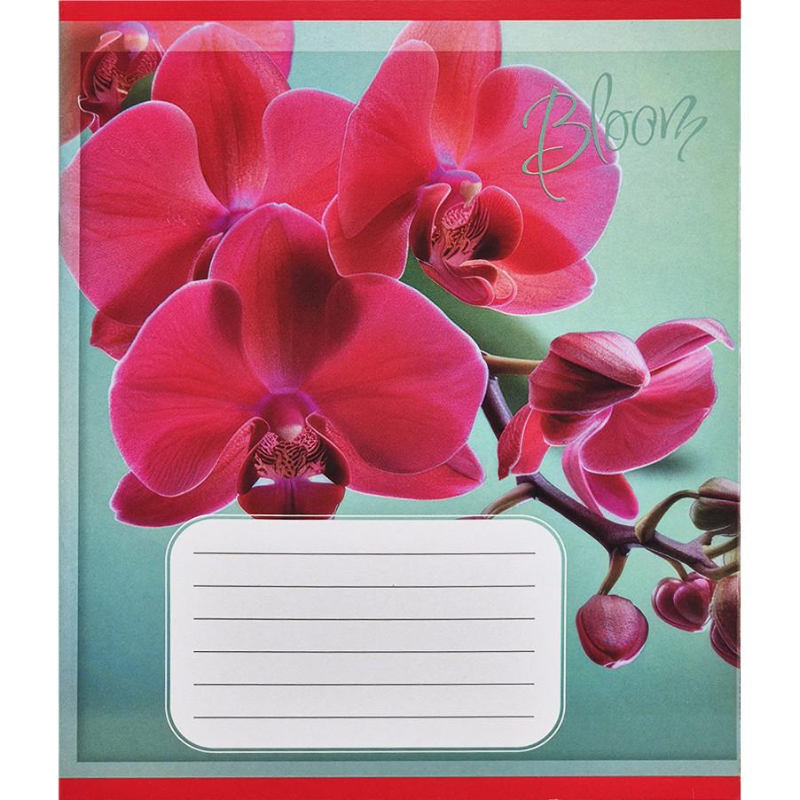 Шкільний зошит Орхідеї 018-530261K-5 в клітинку 18 аркушів (RLT55226)