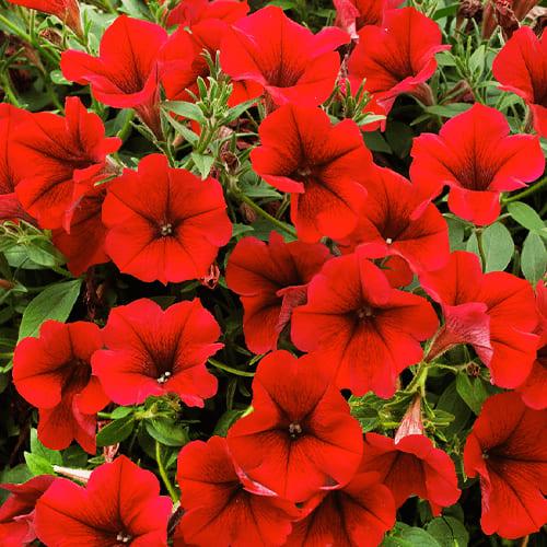 Насіння Петунія Florium мініатюрна Червона (17720) Насіння Петунія Florium мініатюрна Червона (17720)