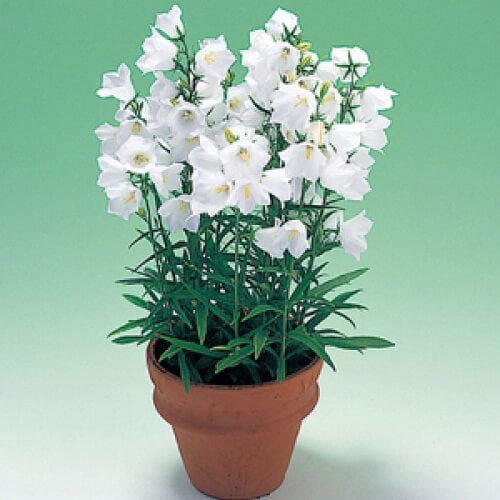 Семена цветов Колокольчик персиколистный Takion F1 White Takii seed 250 шт. (BN08734-2)