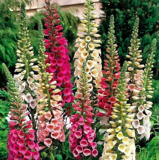 Насіння Наперстянка пурпурна суміш Професійне насіння ТД Гекса-Україна 02-03-014 0,05 г (IR002837) Насіння Наперстянка пурпурна суміш Професійне насіння ТД Гекса-Україна 02-03-014 0,05 г (IR002837)