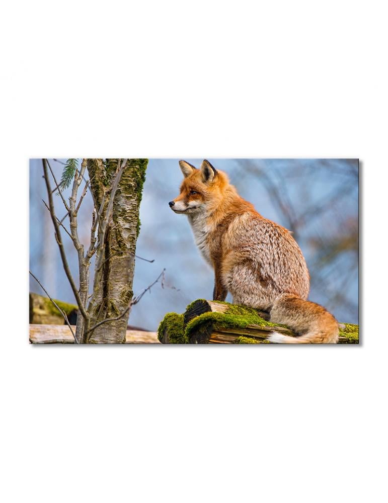 Картина модульная Пушистый лисенок ждет 1 модуль 80x120 см