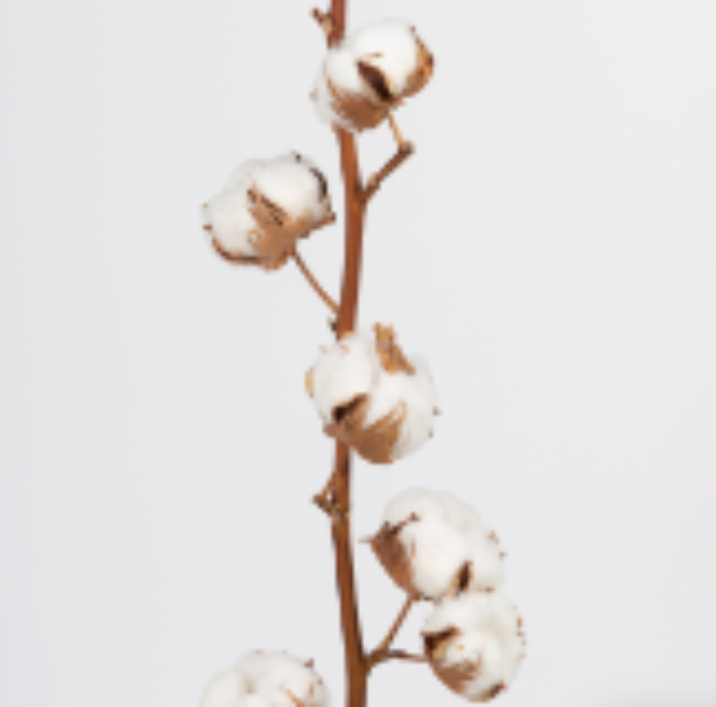 БАВОВНЯТКО БАВОВНЯТКО