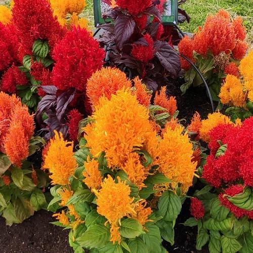 Семена цветов HemGenetics Целозия перистая Arrabona Full Mixture 1000 шт. (BN12457) Семена цветов HemGenetics Целозия перистая Arrabona Full Mixture 1000 шт. (BN12457)