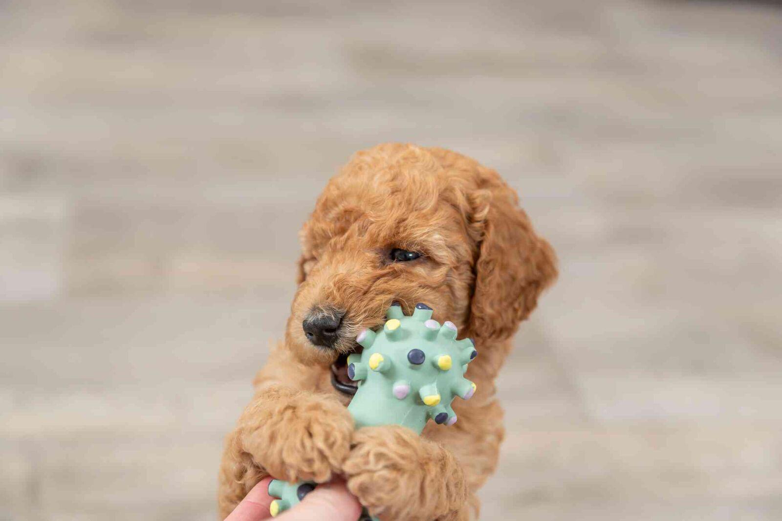 Игрушка Trixie Junior гантель-еж для щенков 10 см (TX-35611) - фото 4