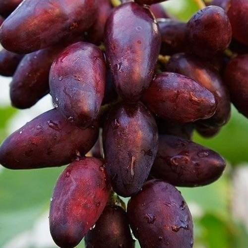 Сажанец Виноград Журавчик Вишневый сверхранний/крупный/сладкий (153452)