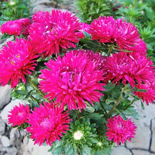 Насіння Астра Florium Аполонія Даймонд (17428) Насіння Астра Florium Аполонія Даймонд (17428)