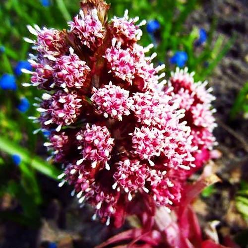 Белокопытник Florium гибридный (8785)