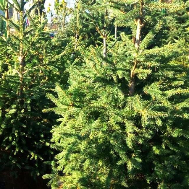 Саджанець ялини звичайної європейська Picea abies excelsa Р9 (1037202254) - фото 4 Саджанець ялини звичайної європейська Picea abies excelsa Р9 (1037202254) - фото 4