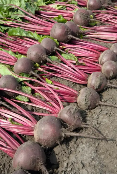 Семена Свекла Boro F1 Оригинальная упаковка ТД Гекса-Украина 10000 шт. 01-19-060 (IR00596)