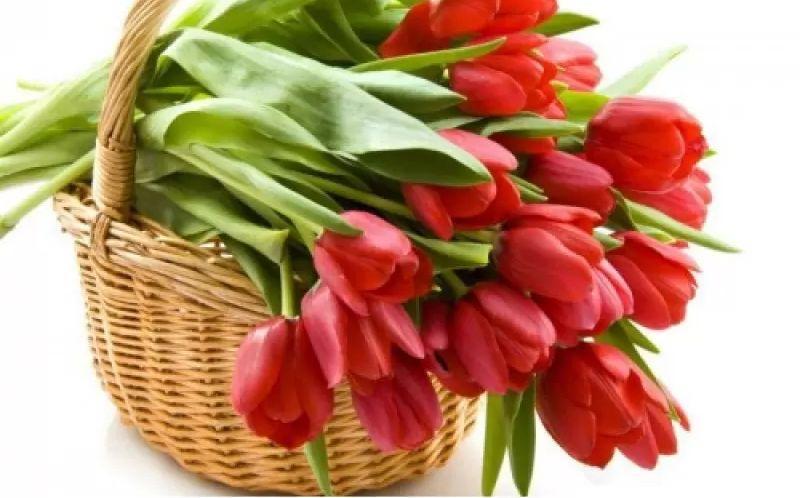 Алмазна вишивка Ніжні червоні тюльпани повна викладка 5D 30х40 см (1799913235)