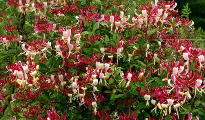 Саженцы жимолость японская Каприфоль декоративная лиана контейнер 0,5 л - фото 3