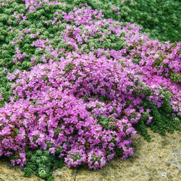 Саженец Тимьян ранний ошибочнопушистый thymus pseudolanuginosus 3 шт. Саженец Тимьян ранний ошибочнопушистый thymus pseudolanuginosus 3 шт.