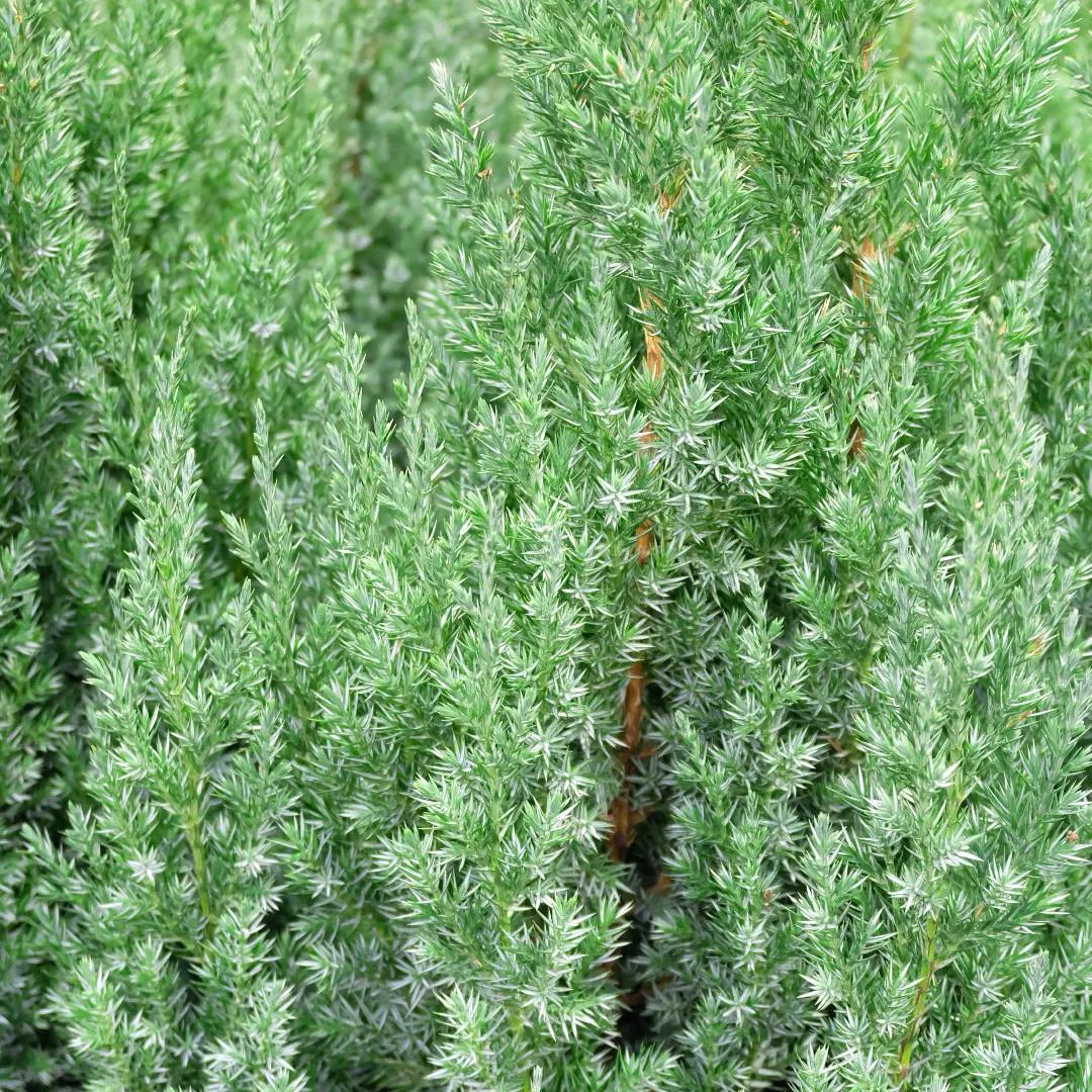 Саженец можжевельника китайского Juniperus chinensis Stricta Р9 (644889787) - фото 4 Саженец можжевельника китайского Juniperus chinensis Stricta Р9 (644889787) - фото 4