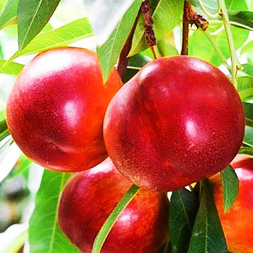 Саджанець нектарину Ванг 8 1 річний (14965602)