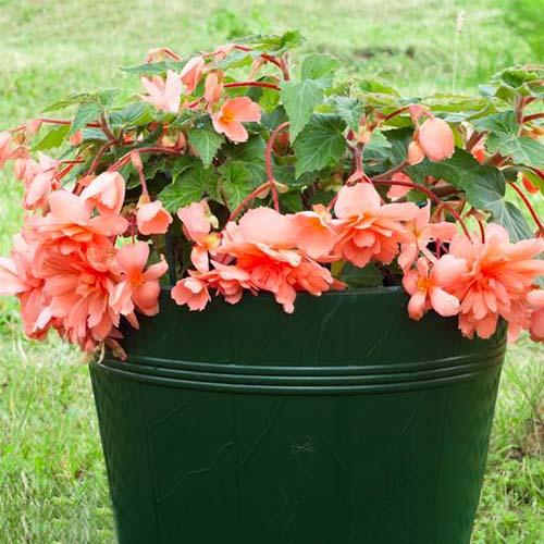 Бегония Florium Pendula Cascade Salmon (4574) - фото 2