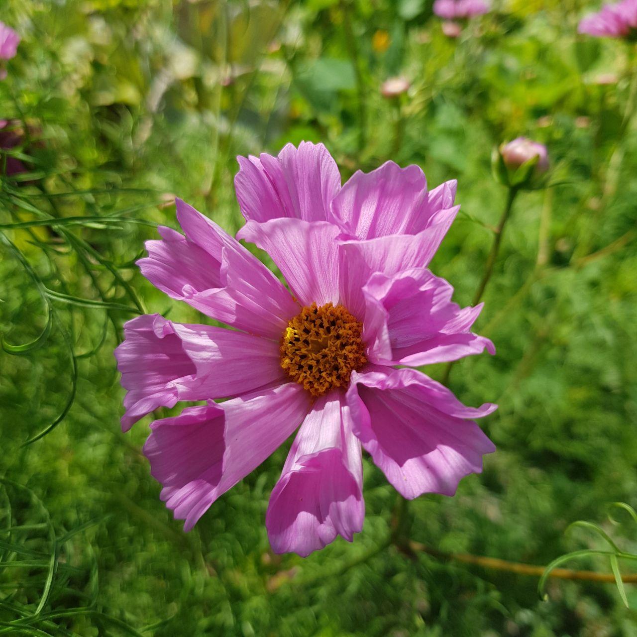 Семена цветов Космея розовая ракушка большой цветок 50 шт. (2894500692)