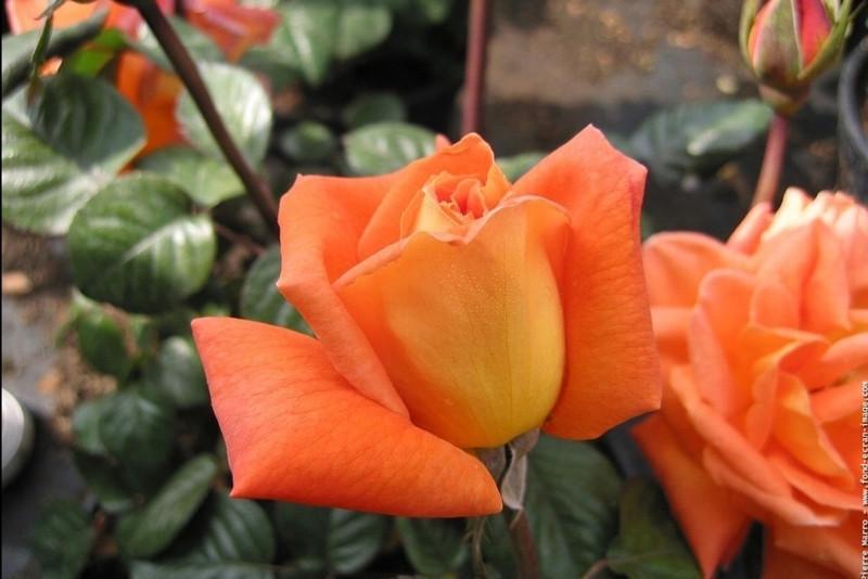 Роза Louis de Funes Чайно-гибридная в контейнере (2558767212) - фото 2