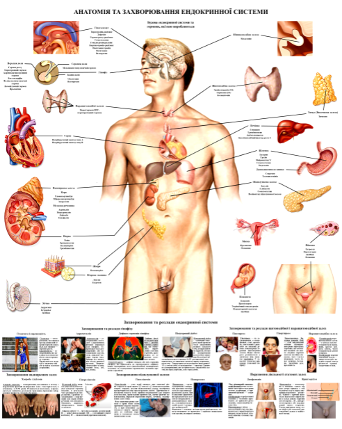 Анатомічний плакат Ендокринна система 50x64,5 см (0038)