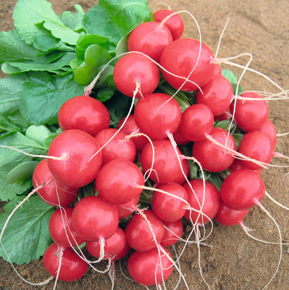 Семена Редис Ролекс F1 ТД Гекса-Украина 01-23-042 50 000 шт. (IR02187)