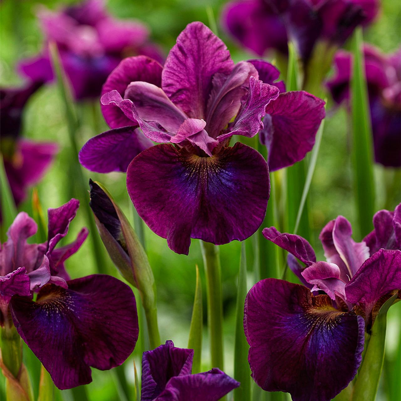 Ірис сибірський sibirica Hubbard 1 шт. (38295111)