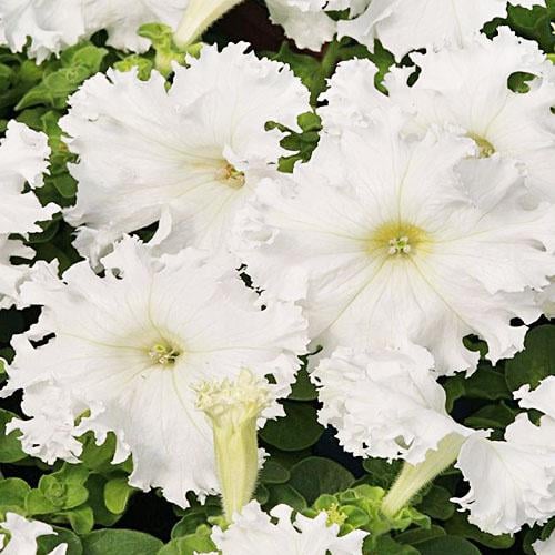 Семена Петуния Florium Афродита F1 Белый (6190)