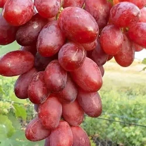 Сажанец Виноград кишмиш Подяка Полякам раннеспелая сладкая сочная ягода (182246)