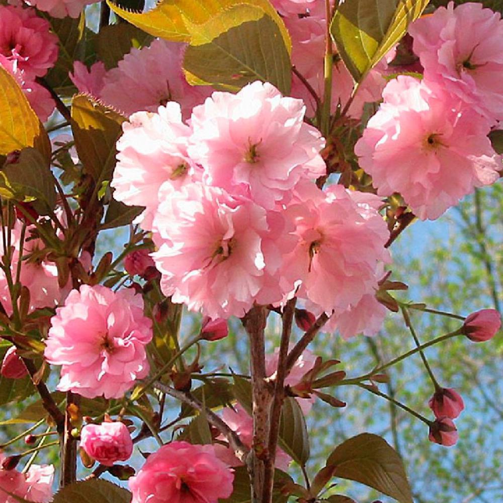 Саженец сакуры Розовый (14965473)