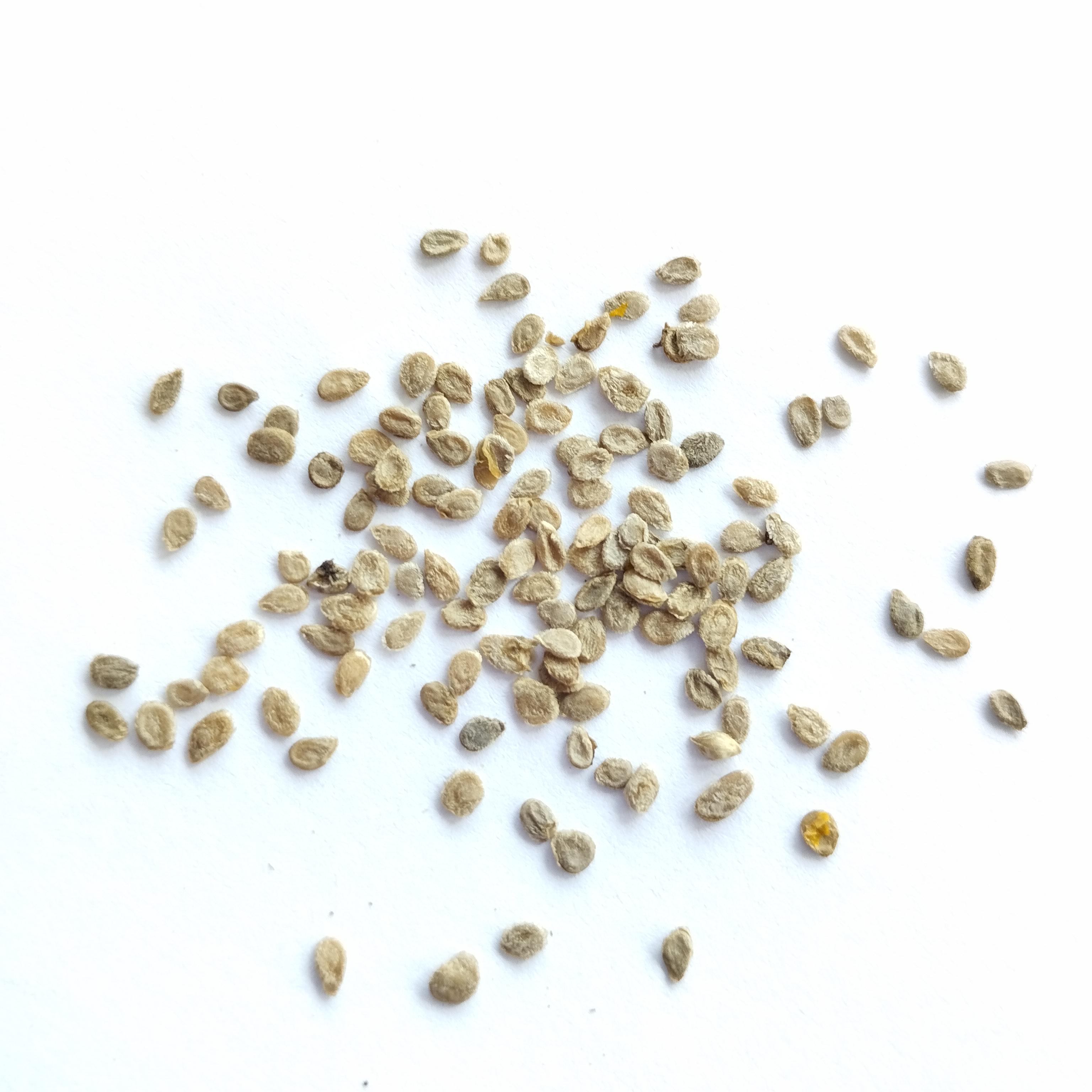 Семена Томат Санька  0,25 г 100 шт.  красный ультраспепелый низкорослый (RS-00824) - фото 2