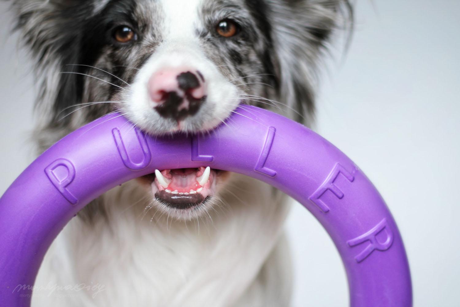 Тренувальний снаряд для собак Puller Standard 28 см (6490) - фото 9