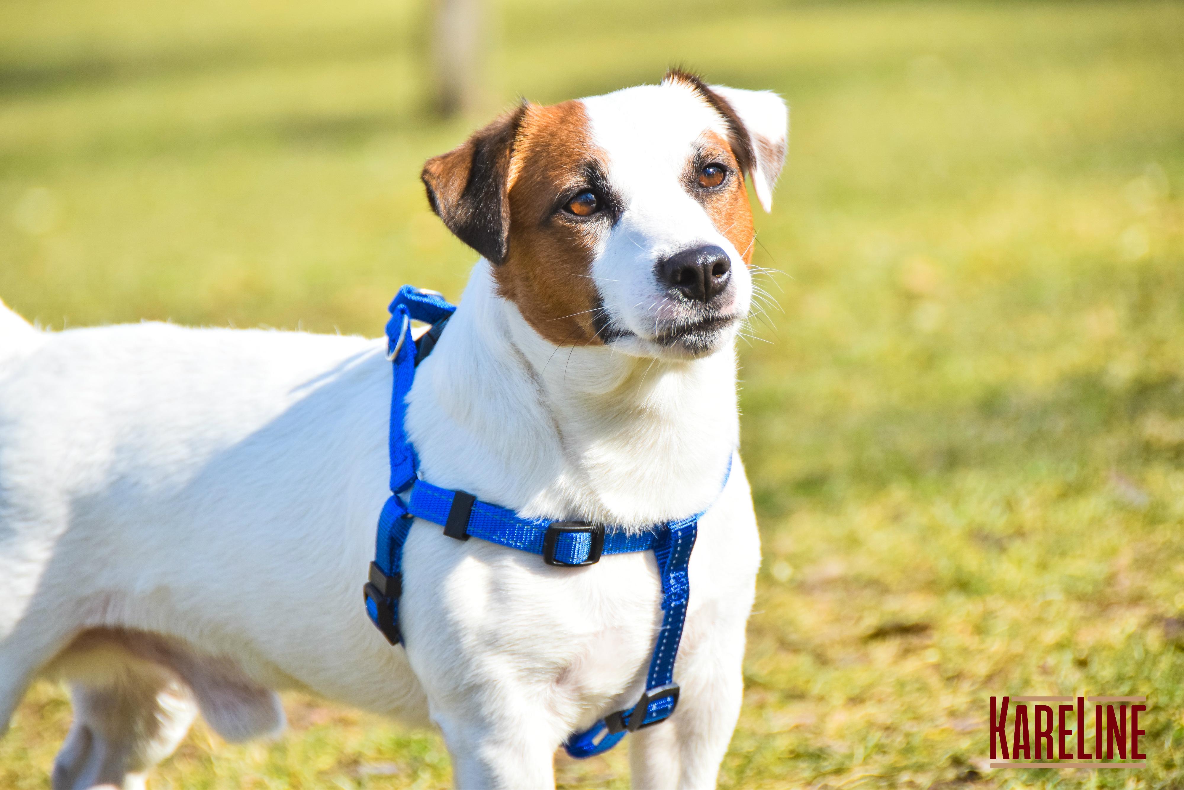 Шлея KareLine из нейлона с пластиковой пряжкой 10 мм А:240-300 мм В:260-400 мм Синий (0861/7) - фото 3