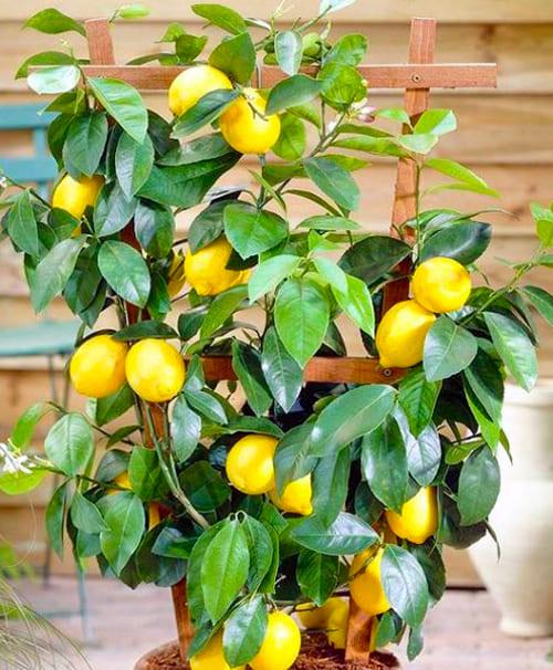 LMTD Лимон на штамбе с плодом 3-х летний "Мейера" (30-40см)