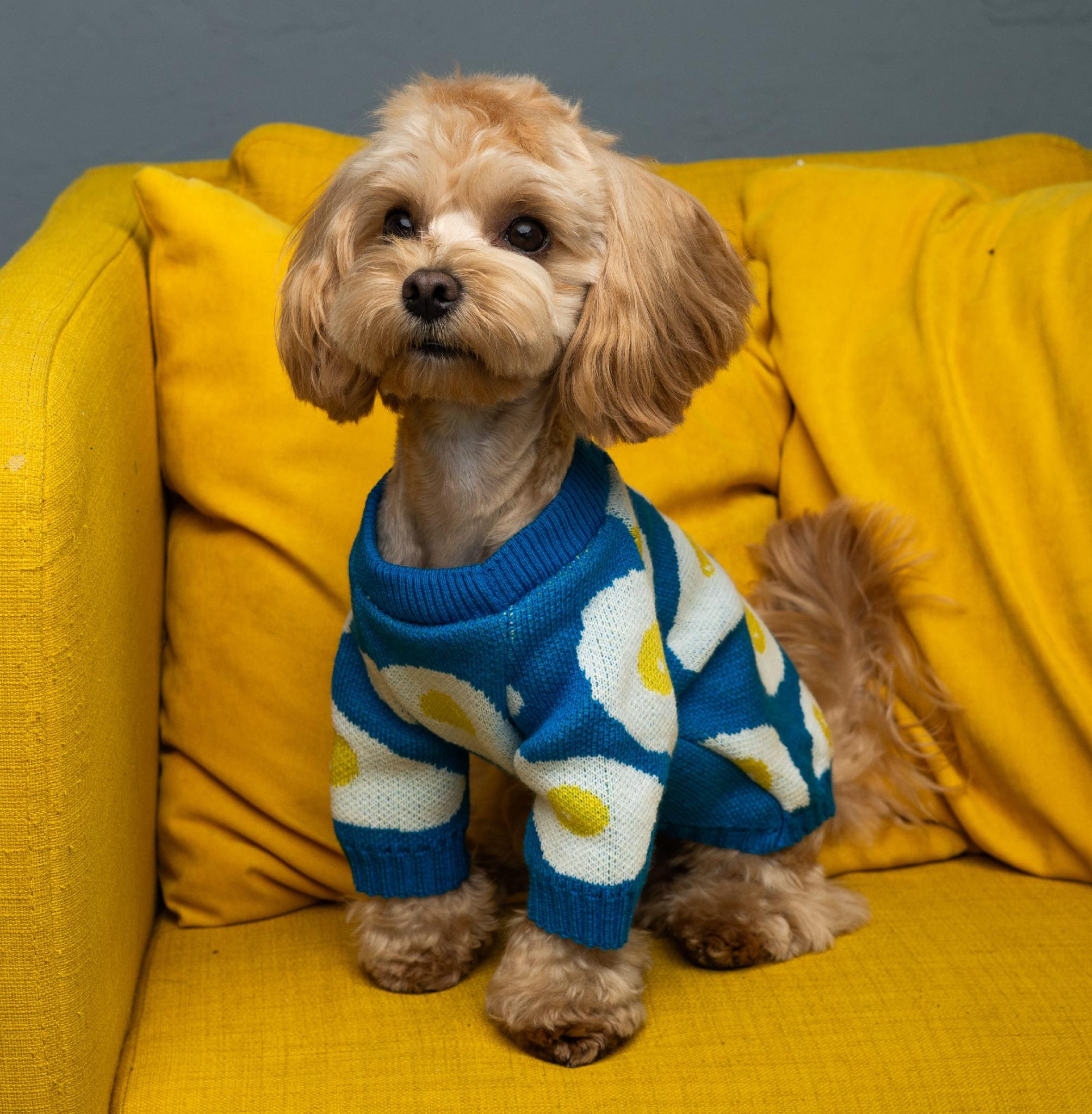 Свитер для собак Dogs Bomba Y-347 Яичница вязаный р. 4 Синий (89296068)