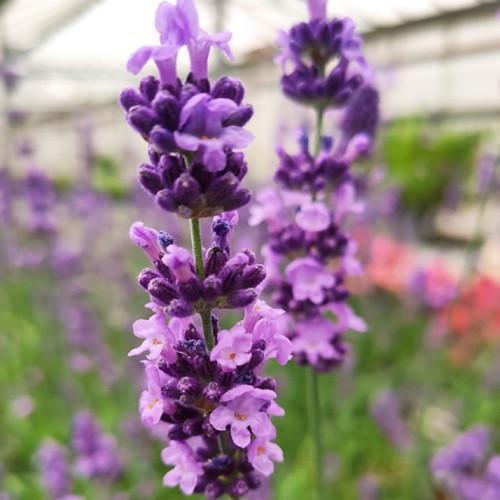 Семена цветов Лаванда узколистная Lovely Sky Blue HemGenetics 50 шт. (BN12463-3)