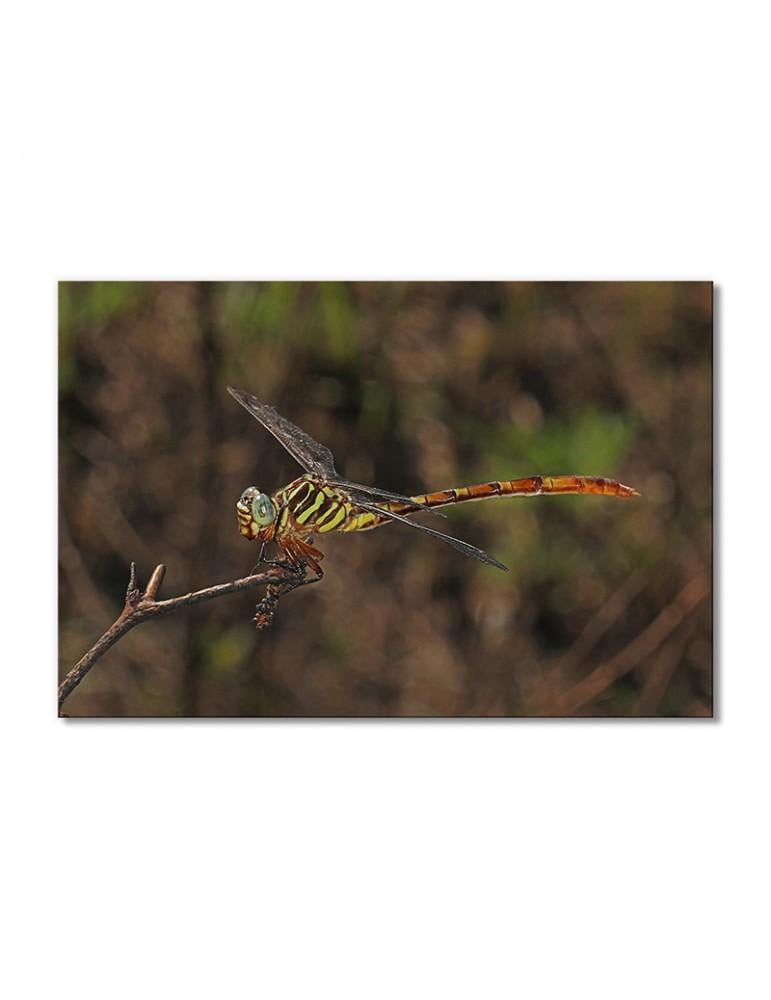 Картина модульная Стрекоза 1 модуль 70x105 см
